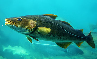 Photo of an Atlantic cod in murky water