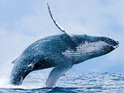 Photo d'une rorqual à bosse sortant de l'eau