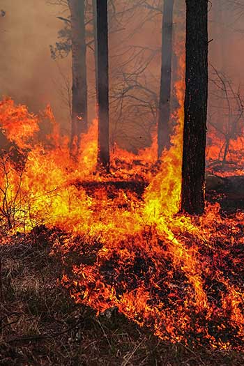 Photograph of a forest fire