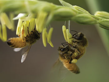 Photo d’abeilles recueillant du pollen