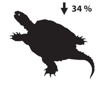 Silhouette représentant une tortue serpentine