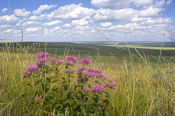 Photo d’une prairie naturelle