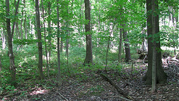 Photo d’une forêt de la zone carolinienne