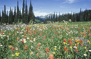 Photo de fleurs sauvages recouvrant une prairie du parc national du Mont-Revelstoke