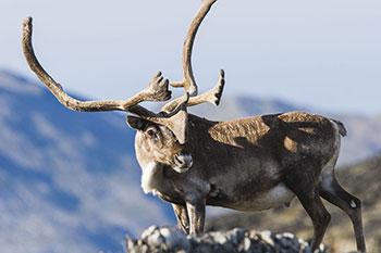 Photo of a caribou