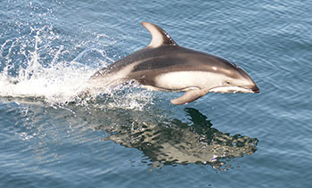 Photo of a Pacific white-sided dolphin jumping out of the water