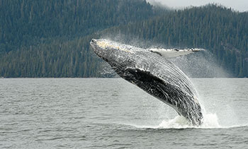 Photo d’un rorqual à bosse faisant un saut arrière hors de l’eau