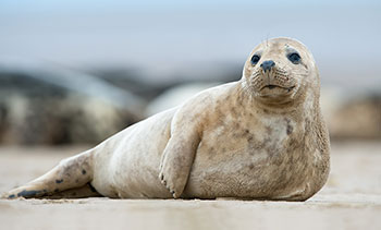 Photo d’un jeune phoque gris de l’Atlantique allongé sur une plage