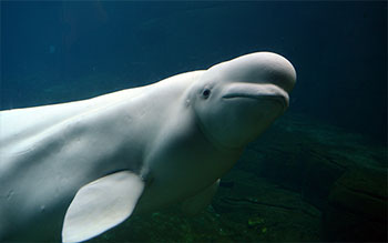 Photo sous-marine d’un béluga