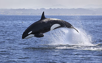 Photo d’un épaulard sautant hors de l’eau