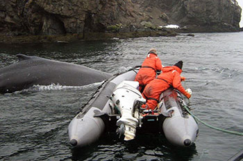 Photo of two people in a small zodiac boat who are disentangling a whale close to shore in waters near Newfoundland and Labrador