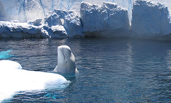 This photograph shows a beluga whale swimming near glaciers in Cunningham Inlet, Nunavut