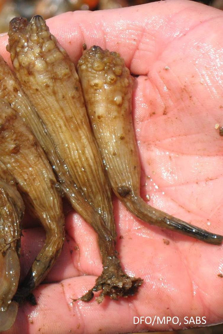 Photo of a handful of clubbed tunicates, a small invertebrate aquatic species with a brownish cylindrical body that is bumpy and wrinkled