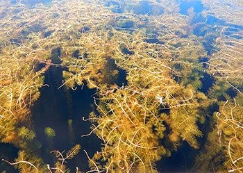 Photo de myriophylle en épi dans le lac Gobeil, un lac de la région de la Côte-Nord du Québec