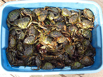 Photo of a large bin full of invasive green crab found off the coast of Prince Edward Island