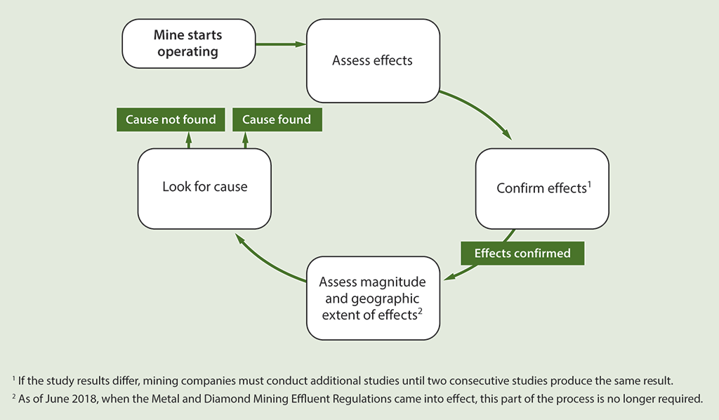 Diagram of the process followed for assessing the effects of mining effluent on fish and their habitat