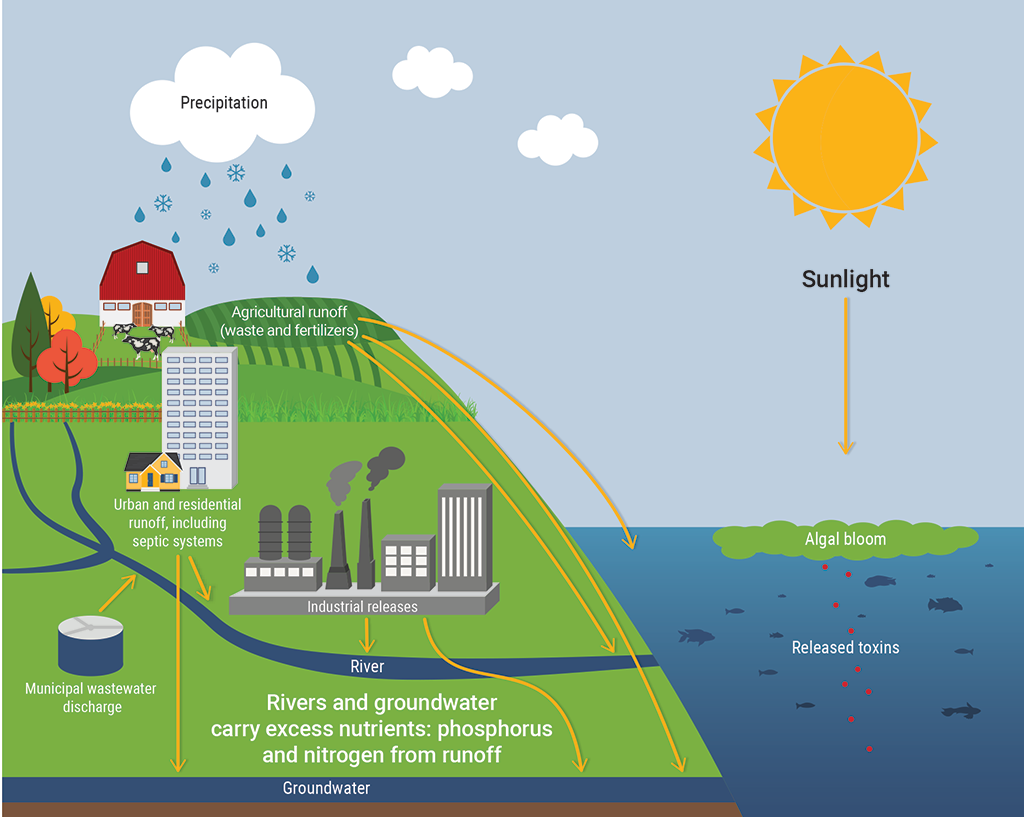 Illustration showing how algal blooms are formed in water basins