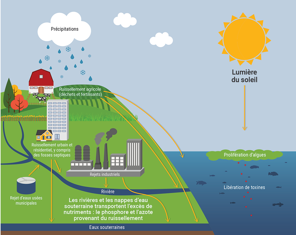 Illustration montrant la façon dont une prolifération d’algues se forme dans un bassin hydrographique