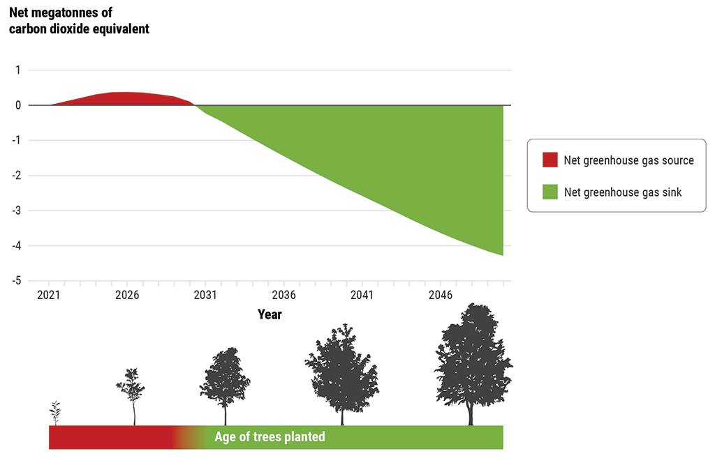 Chart showing that the 2 Billion Trees Program is projected to be a source of greenhouse gas emissions until 2031 and then to be a sink for emissions