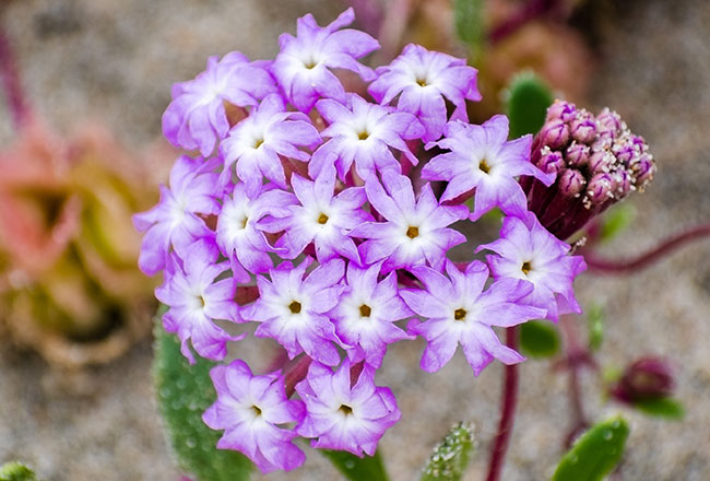 Photo of the pink sand-verbena herb