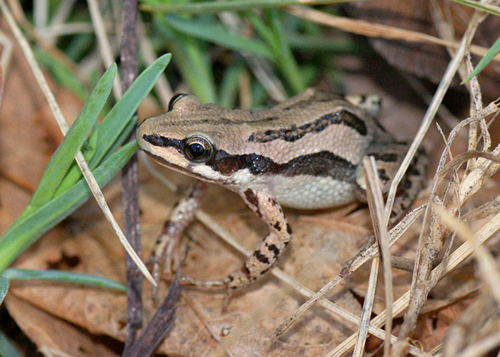 Photo of a western chorus frog on fallen leaves and grass