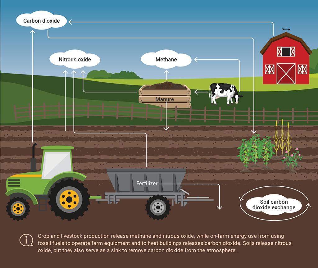 Illustration showing examples of agricultural greenhouse gas emissions and removals