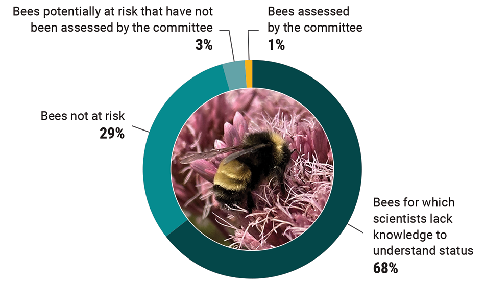 Assessment statuses for native bee species