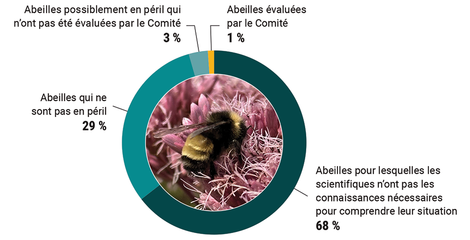 État des évaluations des espèces d’abeilles indigènes