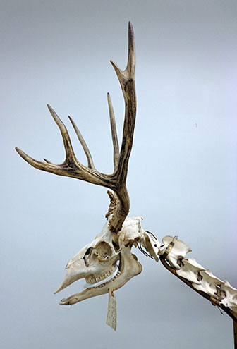 This photo shows a skeleton of a mule deer