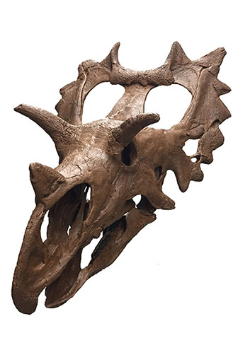 This photo shows a horned dinosaur skull