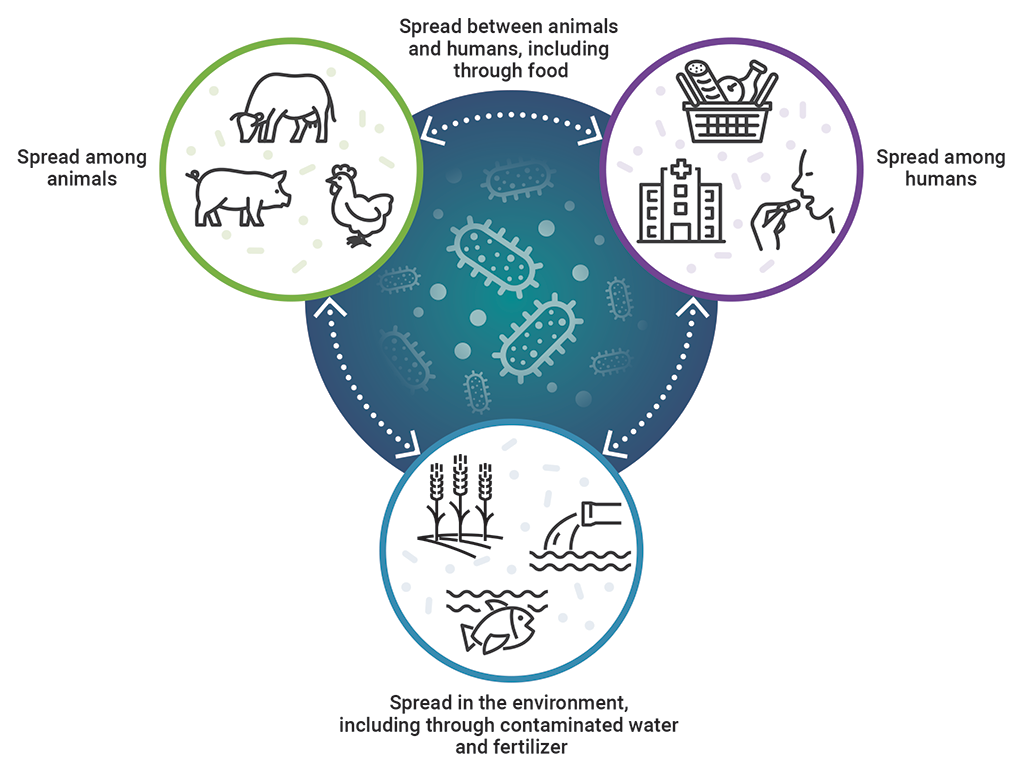 The interrelationship of humans, animals, and the environment