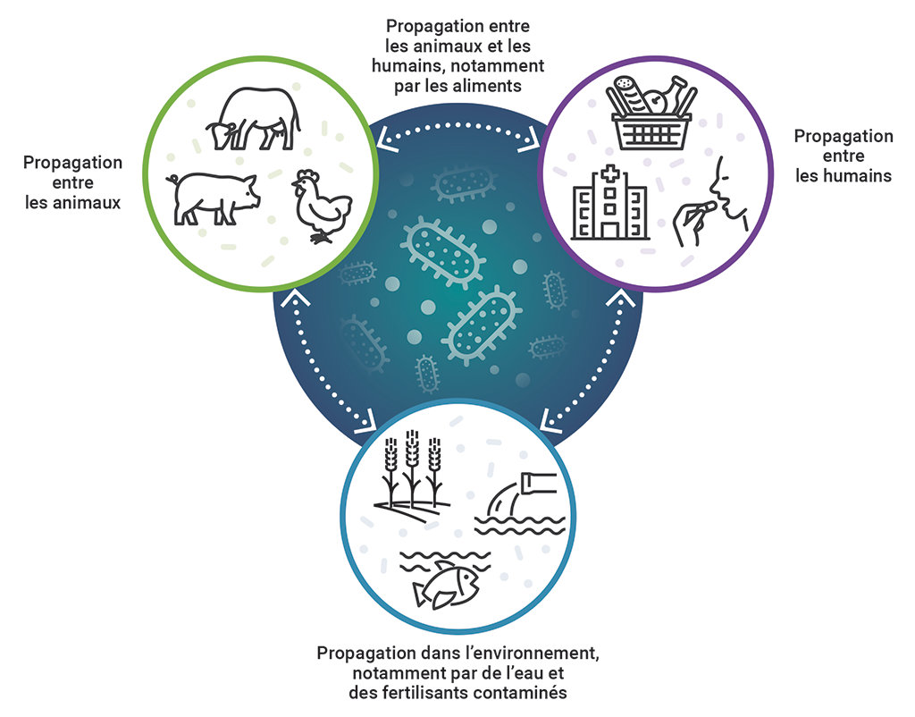 L’interrelation entre les humains, les animaux et l’environnement