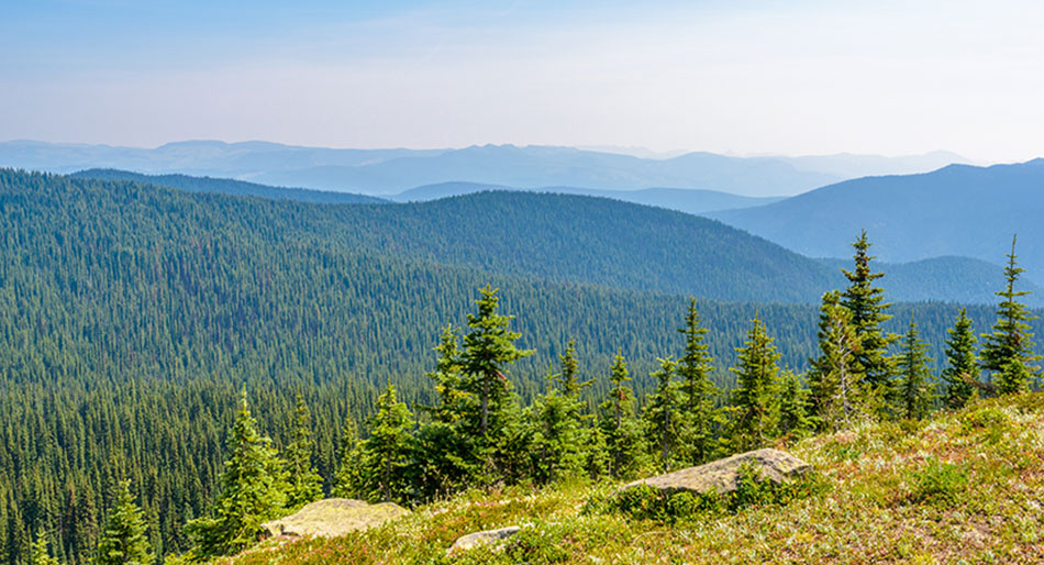 Photographie d'une forêt