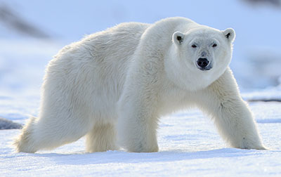 Photo of a polar bear walking on snow