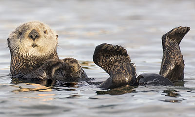 Photo of sea otter floating in the water