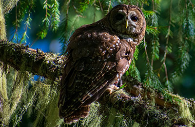 Photo of spotted owl on a pine tree branch