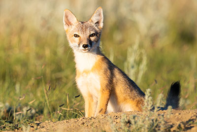 Photo of swift fox sitting outside of its den