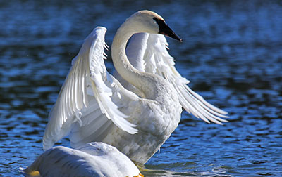 Photo of a trumpeter swan spreading its wings