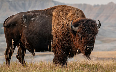 Photo d'un bison des bois dans les plaines